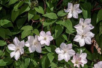 Large-Flowered Clematis (Clematis x jackmanii) in garden