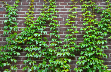 Hedera helix or ivy creeping plant on a brick wall background for design.Selective focus.