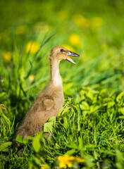little domestic gray duckling sitting in green grass