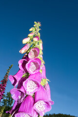 Close-up of foxglove flowers, Digitalis purpurea