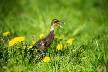 little domestic gray duckling sitting in green grass