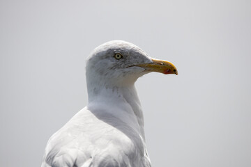 Sea Birds, the beautiful Sea Gull in Kerry, Ireland