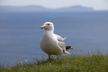 Sea Birds, the beautiful Sea Gull in Kerry, Ireland