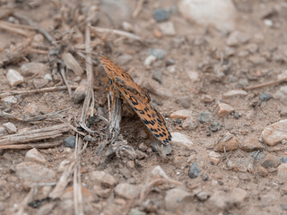 flying insects