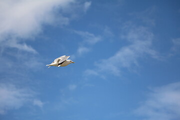 Fototapeta premium Larus argentatus at the beach in Visby, Gotland Sweden