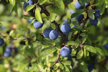 Blue berries of blackthorn ripen on bushes