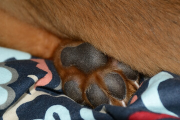 Sleeping puppy dog's paw on the bed.