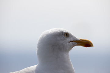 Sea Birds, the beautiful Sea Gull in Kerry, Ireland