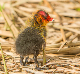A young coot chick, only a few days old.  Coots are small water birds that are members of the Rallidae (rail) family.  Kinderdijk, the Netherlands. 