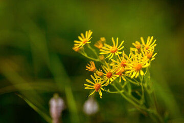 Yellow flowers