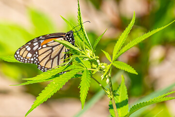 Orange monarch butterfly perched on marijuana plant in garden