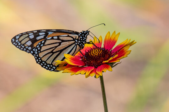 Orange monarch butterfly perched on red and yellow daisy type flower in garden