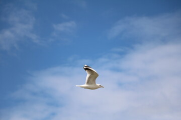 Herring gull in Visby, Gotland Sweden
