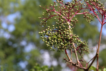 Elderberry ripen on the branches of a bush