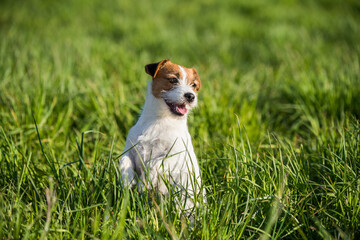 Jack Russell Dog sits on the green grass smiling