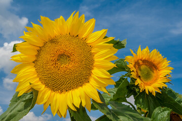 Obraz premium Common Sunflower (Helianthus annuus) in garden