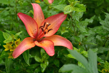 Beauty tiger lily in a garden.