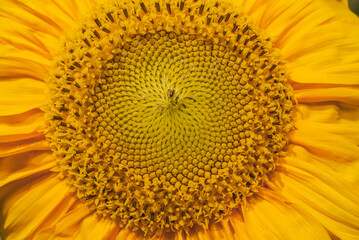 Common Sunflower (Helianthus annuus) in garden