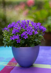 lilac flowers in a vase
