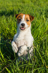 Jack Russell Dog sits on the green grass smiling
