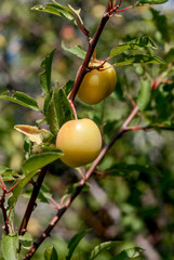 Cherry Plum (Prunus cerasifera) in coastal hills, Crimea