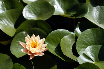 Beautiful pink water lily blossom with yellow center surrounded by brilliant green lily pads.