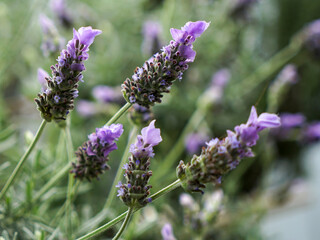 Closeup selective focus view of several lavender flowers on a lavender plant