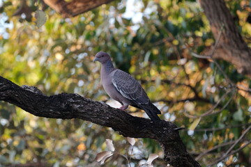 Pomba na Árvore