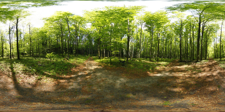 European Forest in the Summer 360 Panorama