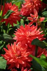 Decorative orange-red Dahlias