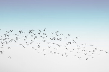 Seagulls flying with sky in the background 