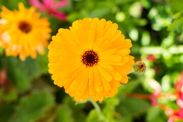 Beautiful sun-like calendula (marigold) flower of orange color. Medicative herb. 
