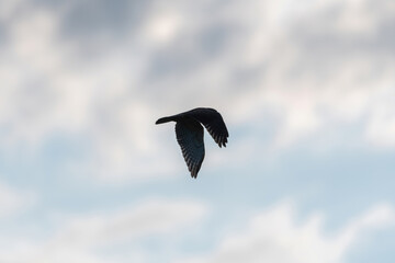 Obraz premium Red-tailed Hawk flying overhead and silhouetted by morning sun