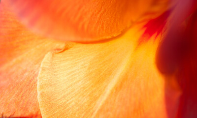 Fototapeta na wymiar abstract nature background of flower petals