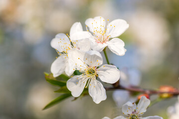 Branches of blossoming apricot macro