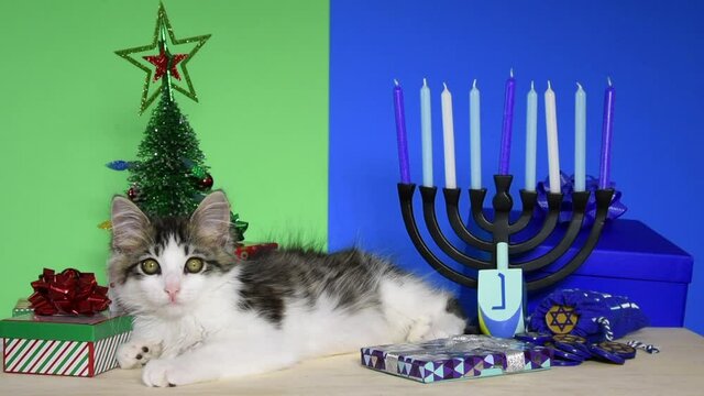 HD video of an adorable gray and white kitten laying between Christmas and hanukkah scenes looking at viewer. Chrismukkah. 
