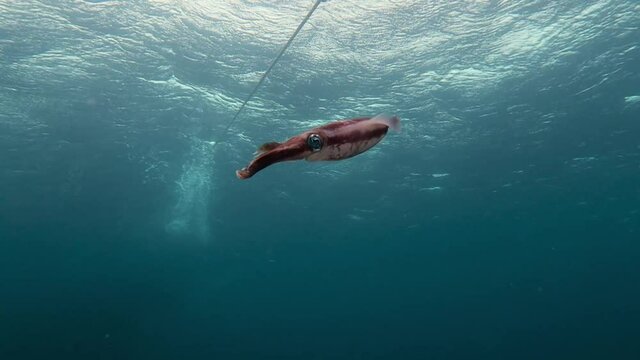 Big fin reef squid next to buoy line