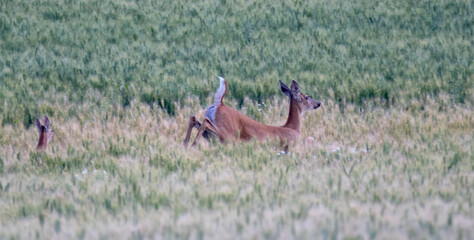 magical wheat farm fields in palouse washington