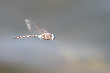 Colorful dragonfly in flight
