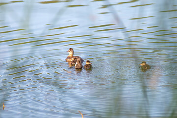 family of wild ducks on a small lake in the wild