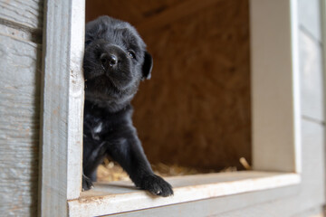 week old newborn terrier puppies browsing around the doghouse