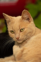 The cat licks itself with an important expression