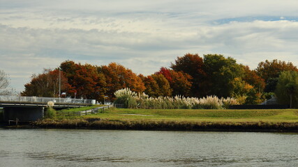 Colourful autumn trees and austroderia toetoe, by the Clive River, in Clive, Hawke's Bay, NZ