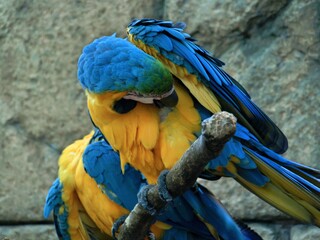 two blue and yellow macaws