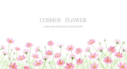 コスモス畑　白背景　水彩イラスト