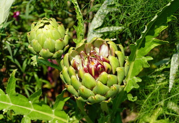 Close up of a Globe Artichoke 'Colorado Star'