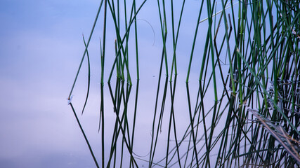 reed greens by the lake early morning abstracts