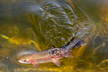 fishing for trout in a small lake in washington state