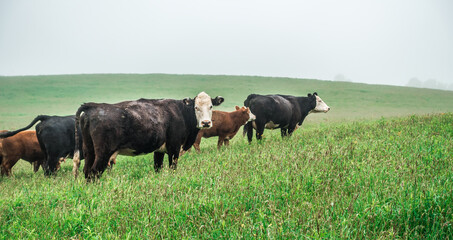 cow farm field in the smoky mountains of north carolina © digidreamgrafix