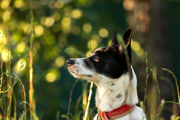 Dog on a beautiful background with bokeh in a birch grove, portrait of an animal in nature